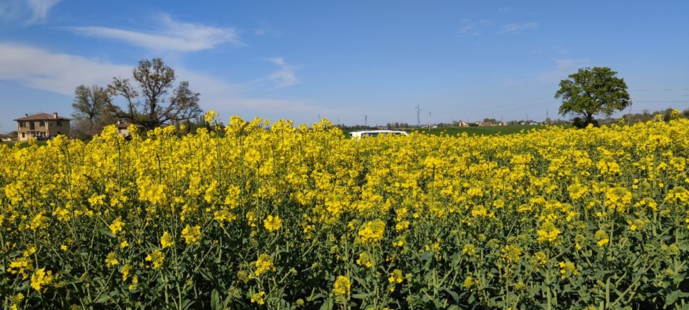 Visita alle prove descrittive per l’iscrizione al Registro nazionale di nuove varietà SENAPE bruna (Brassica juncea L. Czern.) a semina autunnale