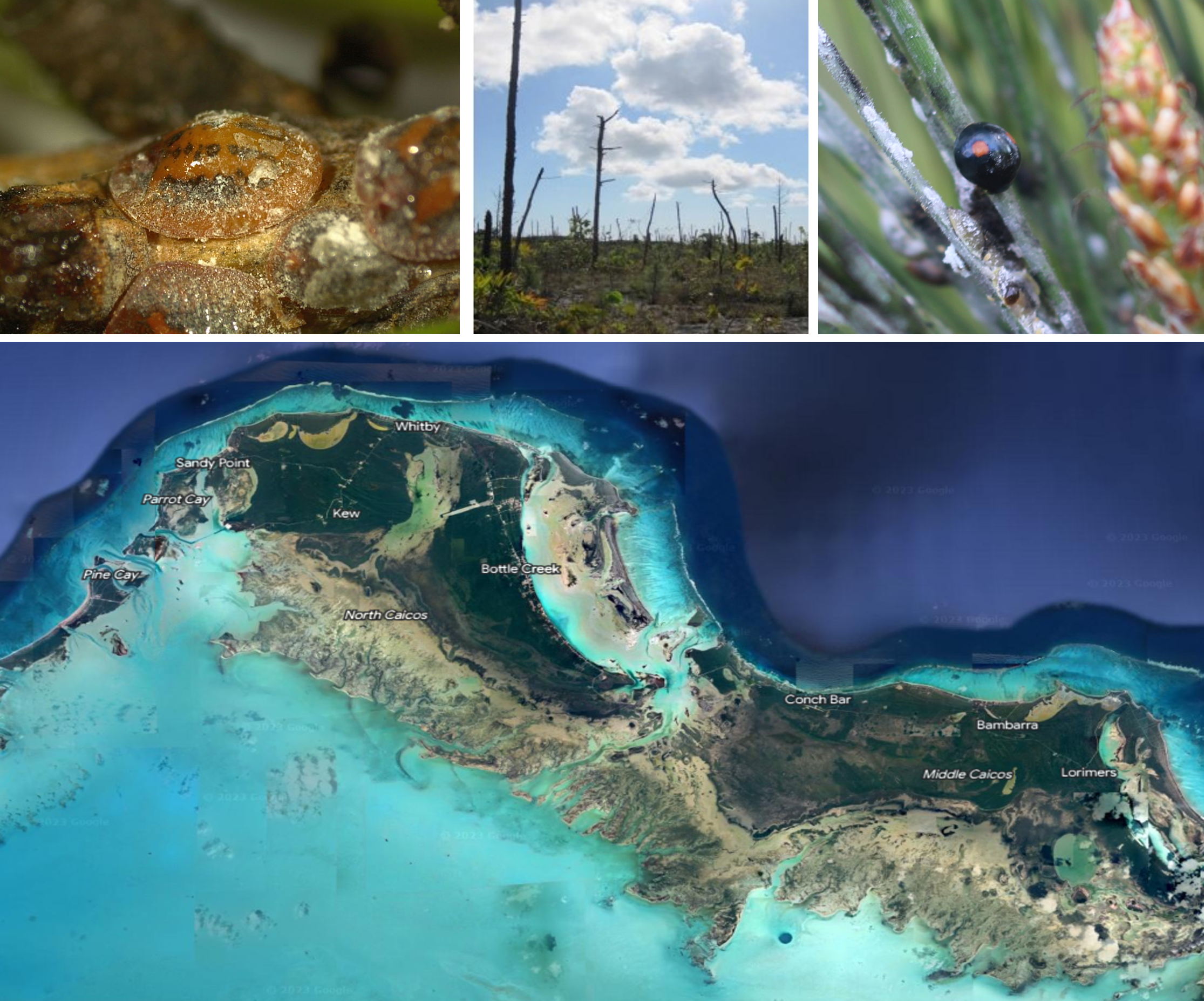 Seminario Toumeyella parvicornis