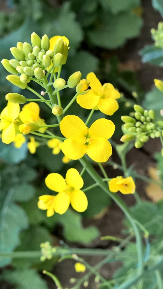 Visita alle prove descrittive per l’iscrizione al Registro nazionale di nuove varietà di COLZA (Brassica napus L.) a semina autunnale