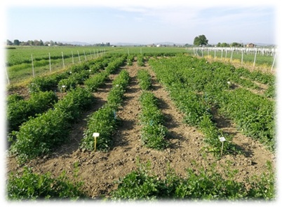 Visita alle prove di post controllo nazionale di varietà di PREZZEMOLO (Petroselinum crispum L.)