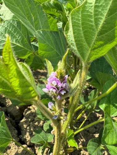 Visita alle prove descrittive per l’iscrizione al Registro nazionale di nuove varietà di SOIA (Glycine max (L.) Merr.)