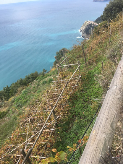 Vigneti terrazzati ‘a pergola’ di Manarola (SP)