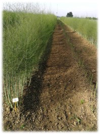 Visita alle prove di post controllo nazionale di varietà di ASPARAGO (Asparagus officinalis L.)