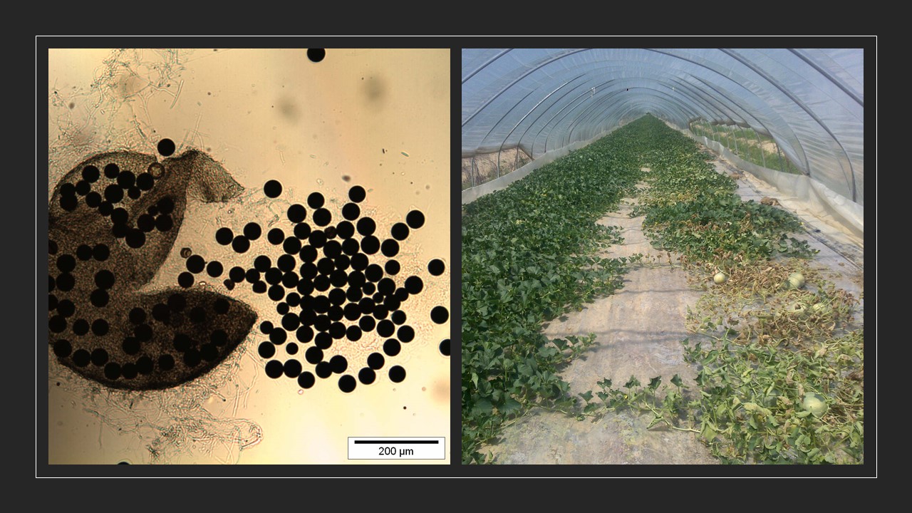 Progetto Eco.Dif – “Sistemi ecosostenibili per la difesa fitosanitaria delle ortive”