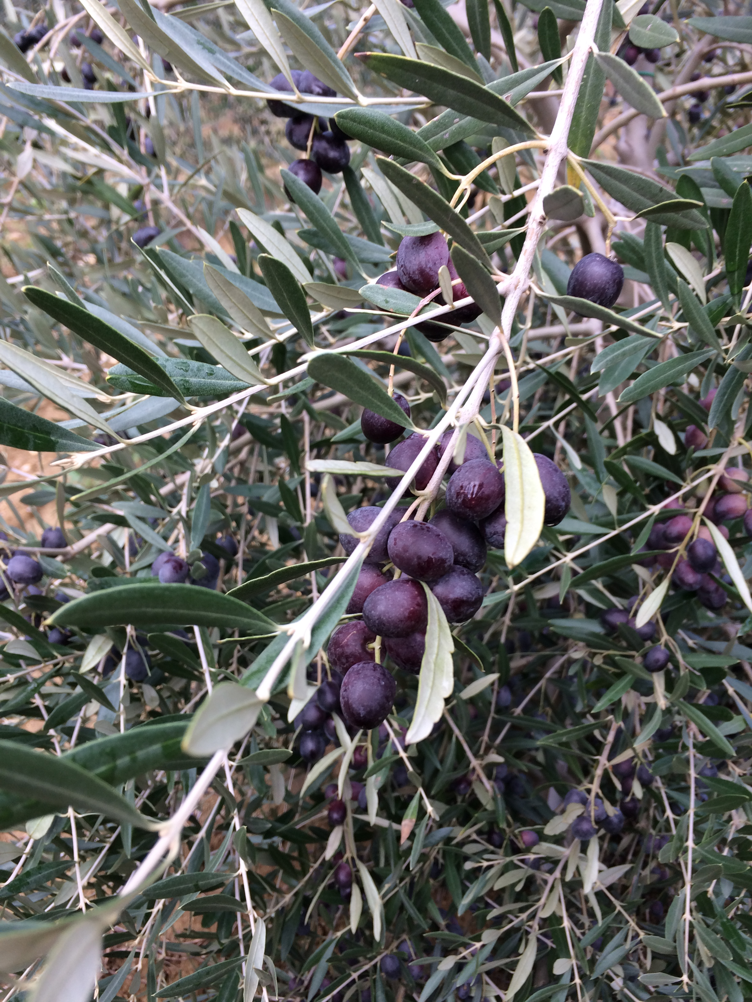 Progetto DI.OL.: Difesa da organismi nocivi in olivicoltura tradizionale e intensiva