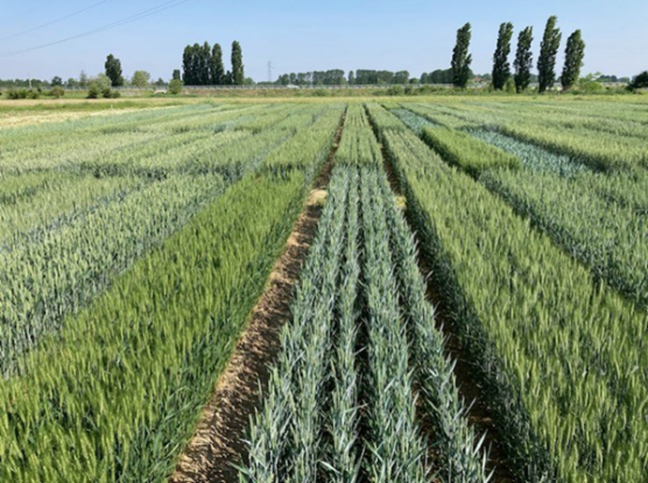 Visita alle prove descrittive per l’iscrizione al Registro Nazionale di nuove varietà di CEREALI A PAGLIA