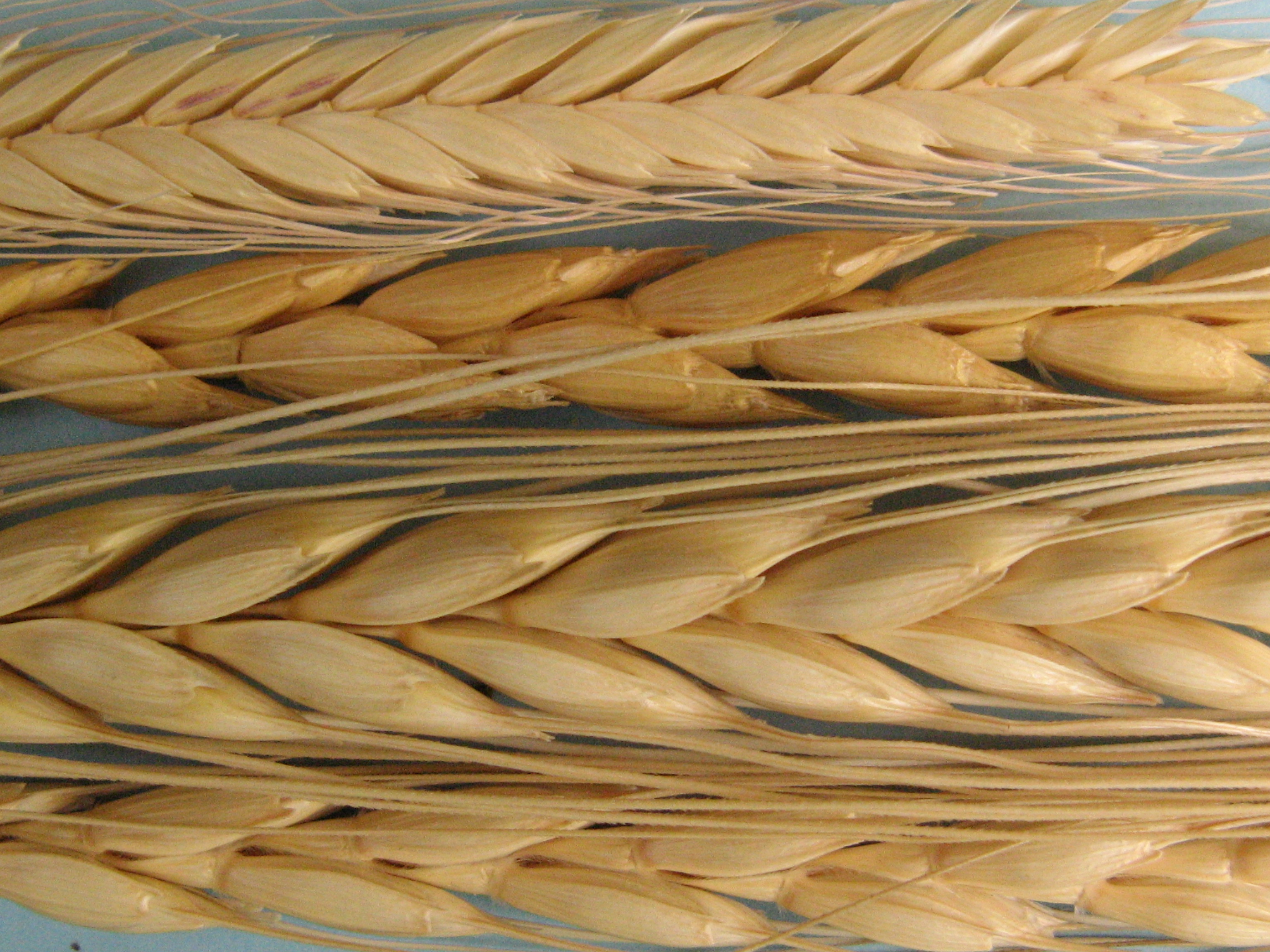 Farro della Garfagnana