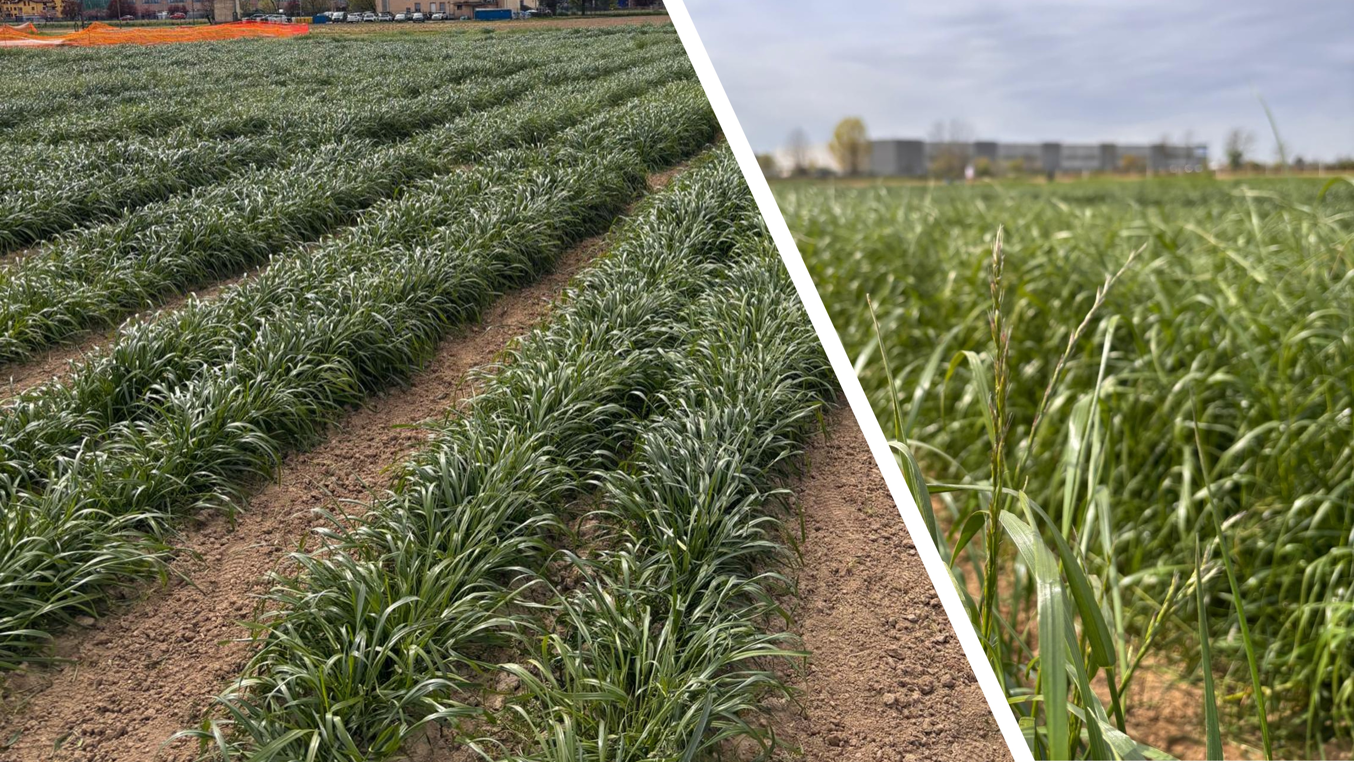 Open day: visita alle prove di post controllo 2025 26 di Lolium multiflorum Lam