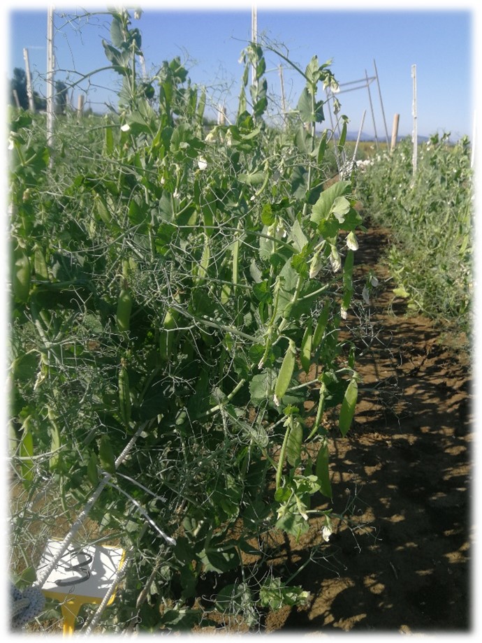 PISELLO DA FORAGGIO (Pisum sativum L.) a semina primaverile