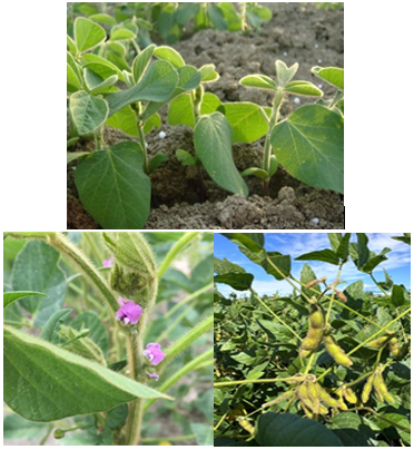Visita alle prove di post controllo nazionale di varietà di Soia (Glycine max (L.) Merr.)