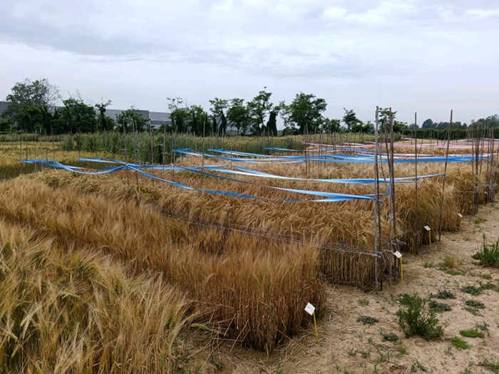 Prove descrittive (DUS test) cereali a paglia