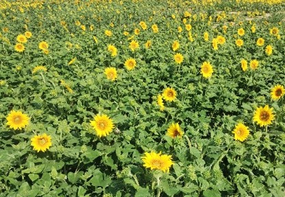 Post controllo varietà di specie agrarie