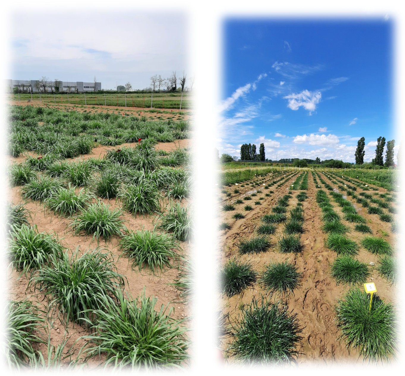 Prova DUS di graminacee foraggere