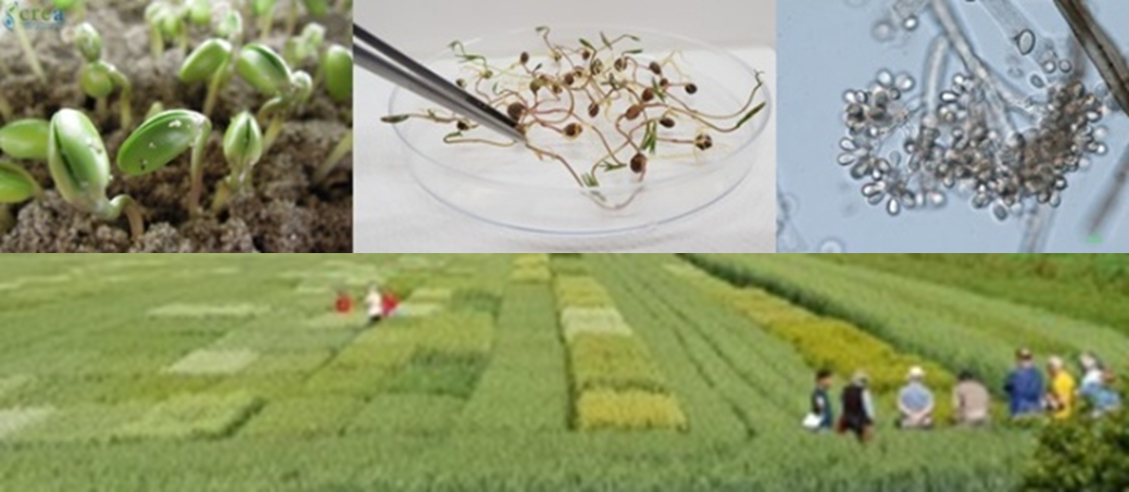 Visita ai laboratori di analisi sementi, laboratorio fitopatologico e campi post controllo e sperimentali del CREA DC di Lonigo