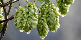 CRITICITÀ E OPPORTUNITÀ PER LO SVILUPPO SOSTENIBILE DI UNA FILIERA DEL LUPPOLO ITALIANO: II CONVEGNO NAZIONALE