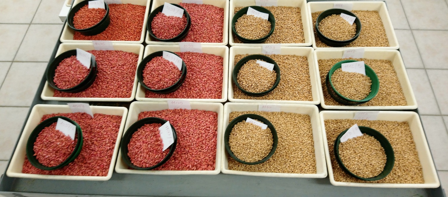 Il controllo e la certificazione delle sementi. Attività tecnico-scientifica per una agricoltura di qualità