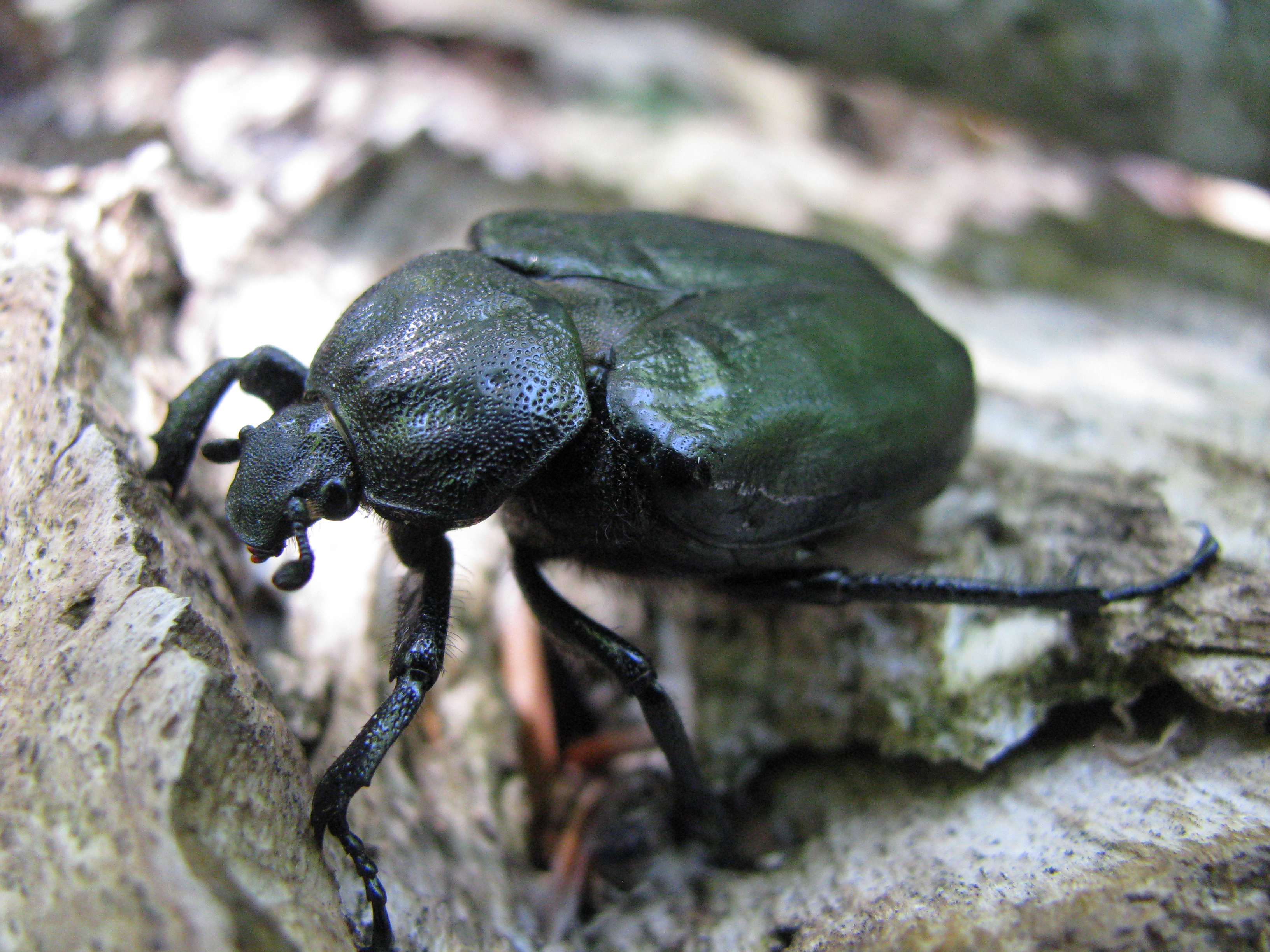 Monitoring of Insects with Public Participation