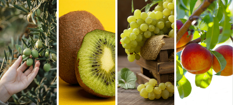 DIFESA INTEGRATA DELLE COLTURE INNOVAZIONE E DIGITALIZZAZIONE