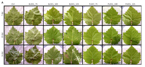 Strategie a base di RNAi per proteggere le colture dai patogeni fungini
