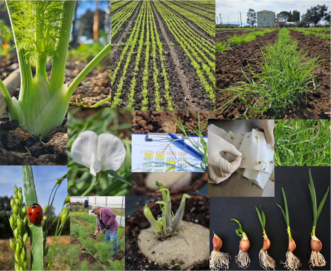 CREA-DC Battipaglia 17-04-2024