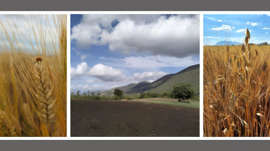 I CEREALI ANTICHI DEL VALLO DI DIANO