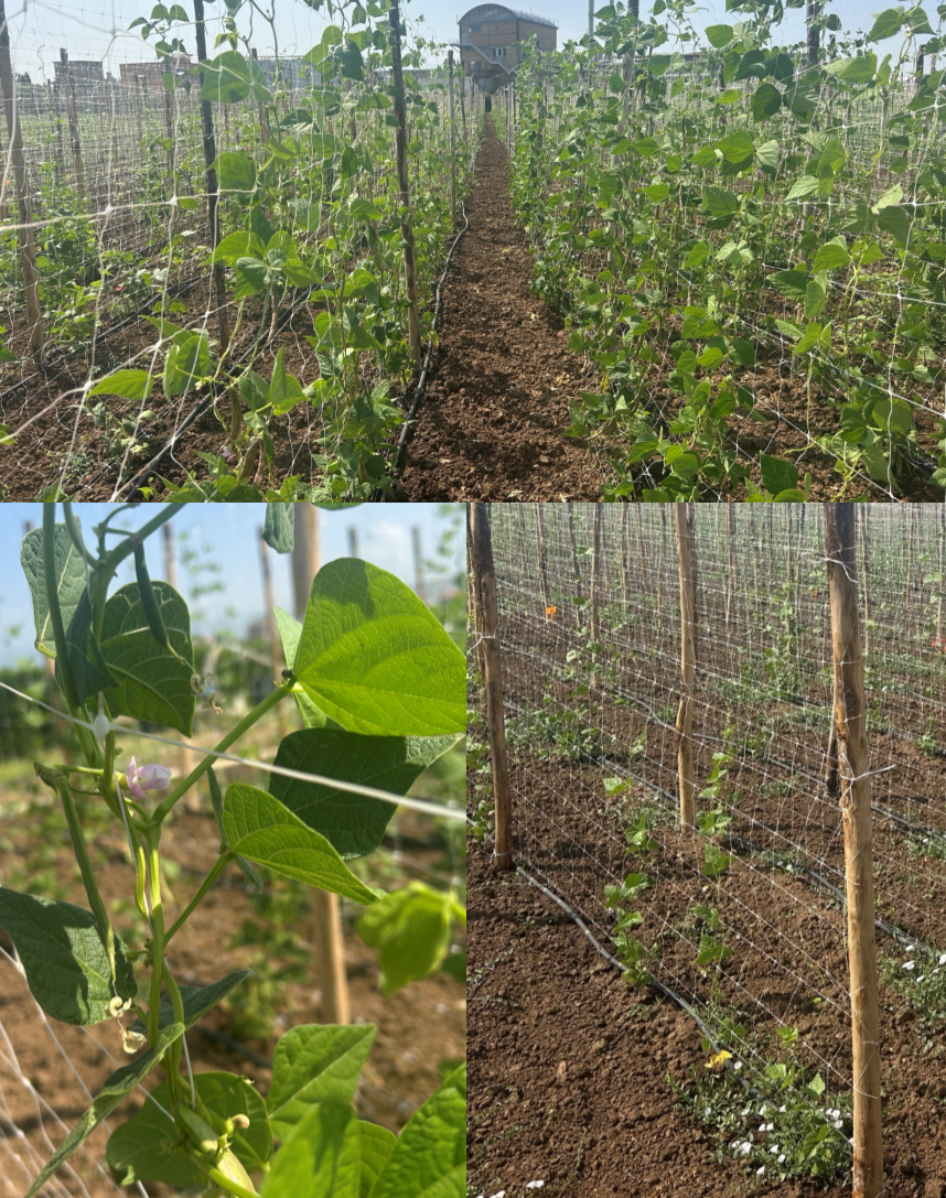 Visita al campo delle prove parcellari di post-controllo della specie fagiolo rampicante presso la sede di Battipaglia (SA) del centro di ricerca difesa e certificazione del CREA