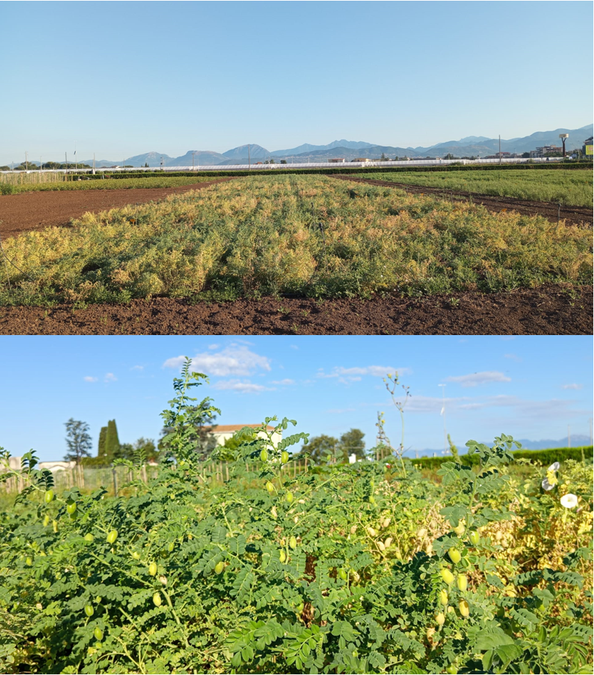 Open day alla sede di Battipaglia: visita alle parcelle delle prove di post-controllo di cece