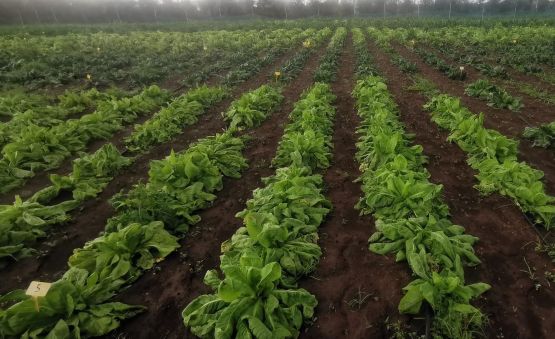 Visita al campo delle prove parcellari di post-controllo della specie cicoria da taglio di tipo Italiano
