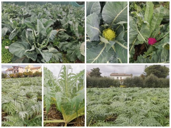 Visita al post-controllo di cavolfiore (Brassica oleracea L.) e cardo (Cynara cardunculus L.)