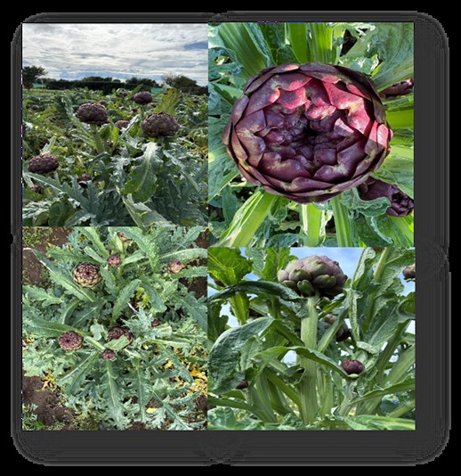 Giornata in campo sulle prove parcellari per l’iscrizione al Registro Nazionale Varietale di specie ortive