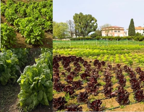 Giornata di visita in campo prove parcellari Post-controllo specie Lattuga