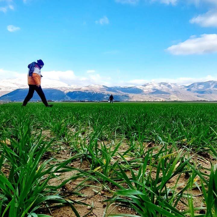 Risultati sulla certificazione sementi campagna 2025-2026 e disposizioni tecniche per ispezione in campo per il 2026