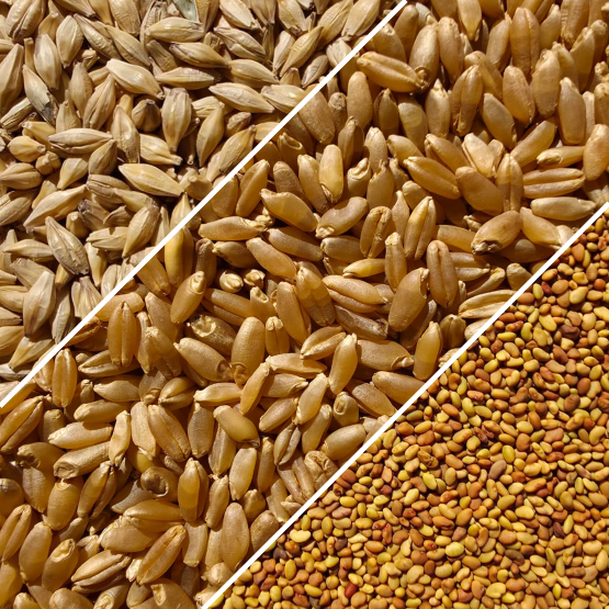 Il CREA-DC di Battipaglia incontra la scuola: workshop di trasferimento delle conoscenze tecnico sperimentali