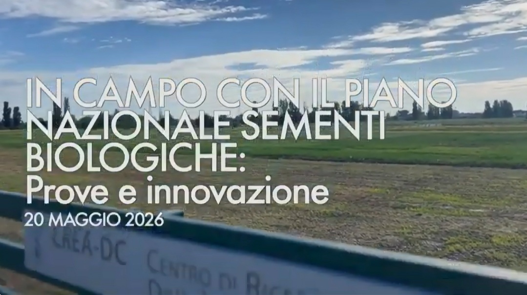 In campo con il Piano Nazionale Sementi Biologiche: prove e innovazione all’azienda sperimentale “Emilia” di Tavazzano