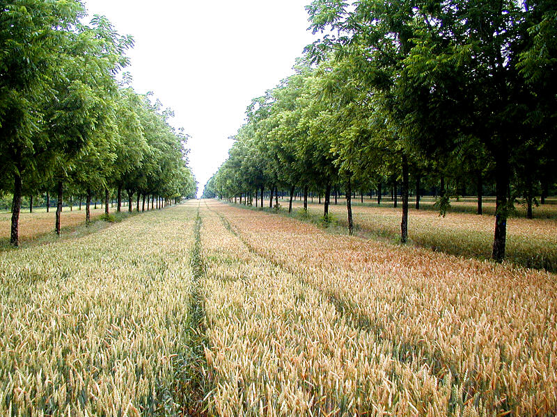 sistema di agroforestazione
