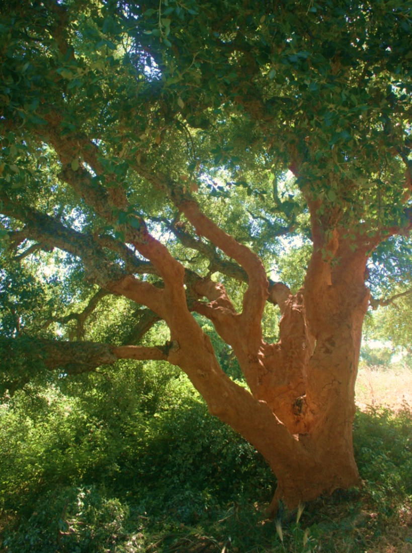 Focus group e Study visit: La filiera sughericola in Sicilia