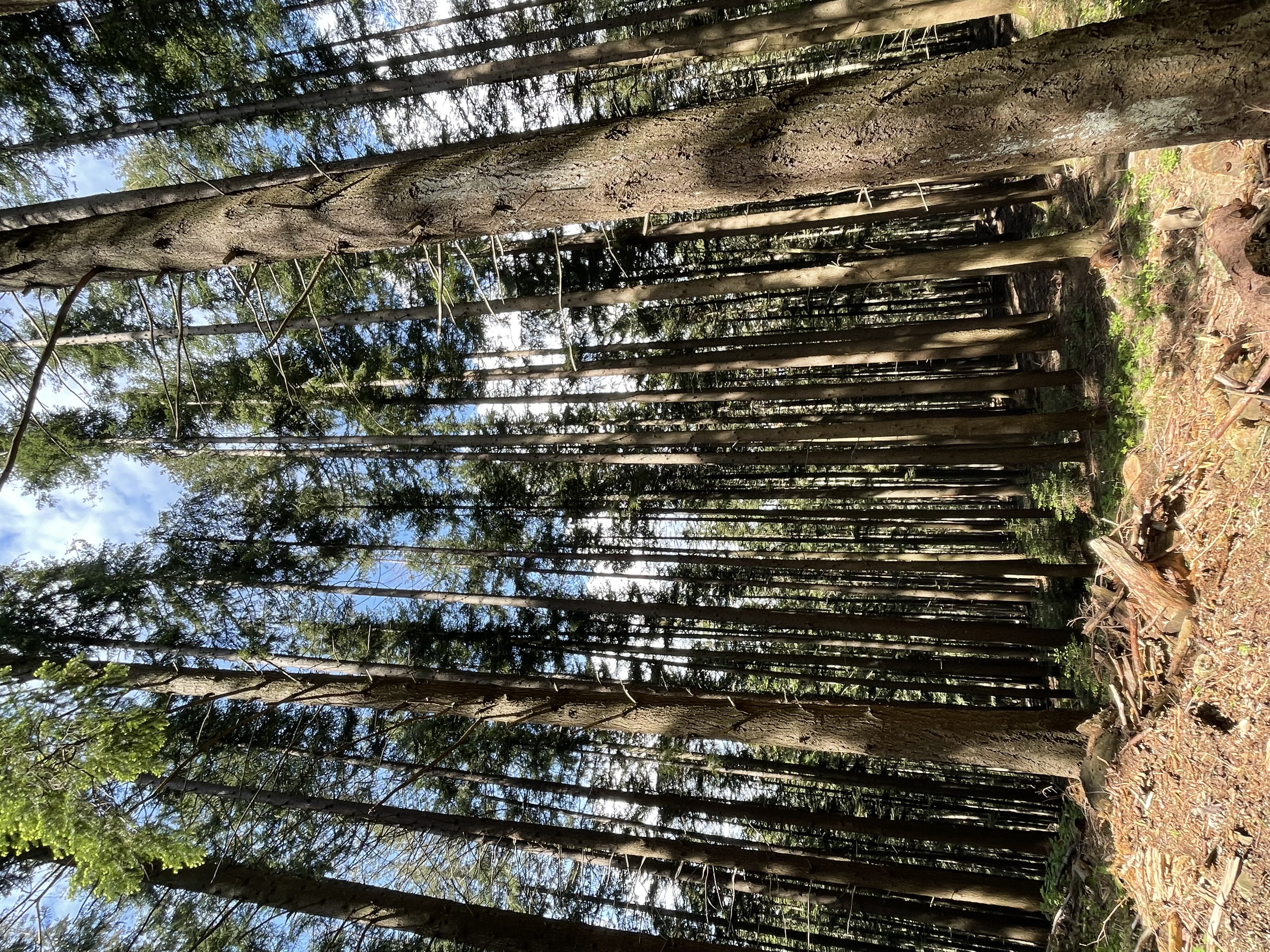 Area sperimentale di Pian degli Alberi dove sono a confronto abete bianco e douglasia piantati negli anni ’50