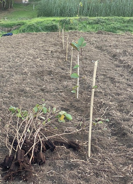 Un nuovo arboreto per la Giornata nazionale degli alberi