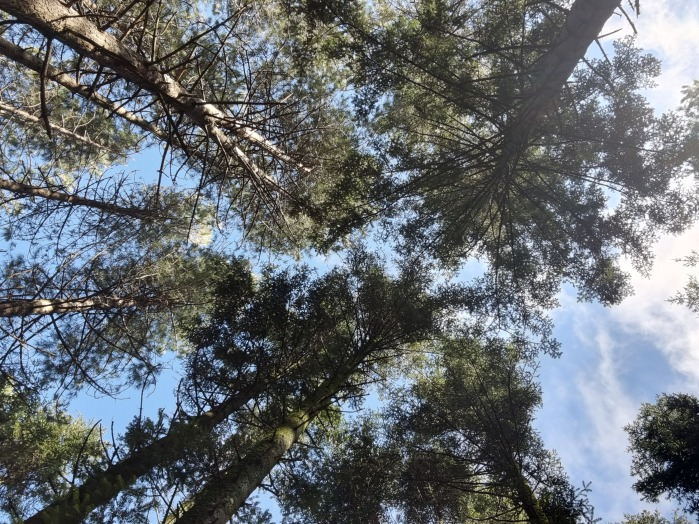 rimboschimento di pino nero