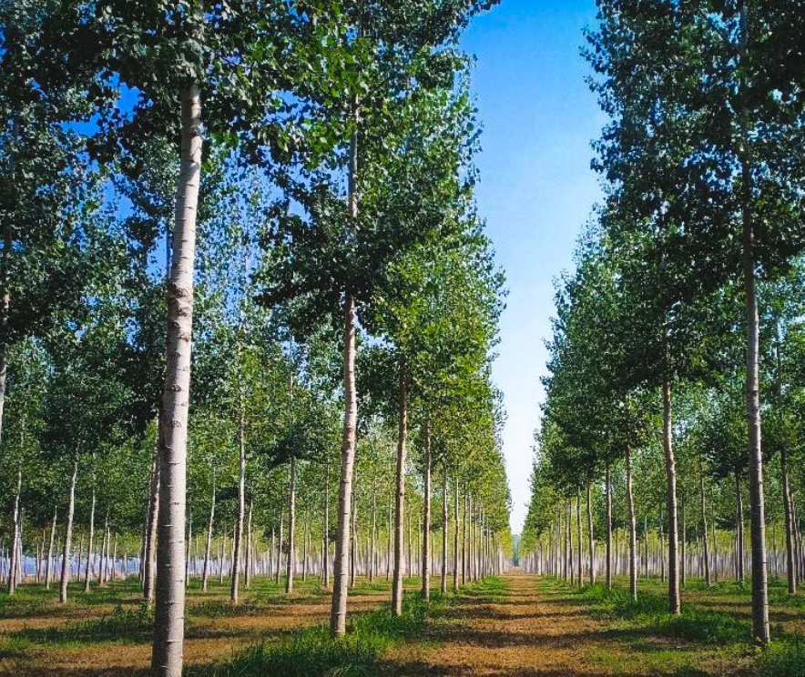 SAVE THE DATE - il 28 ottobre dalle 9:30 al Centro di ricerca Foreste e Legno di Casale Monferrato si torna a parlare del Pioppo