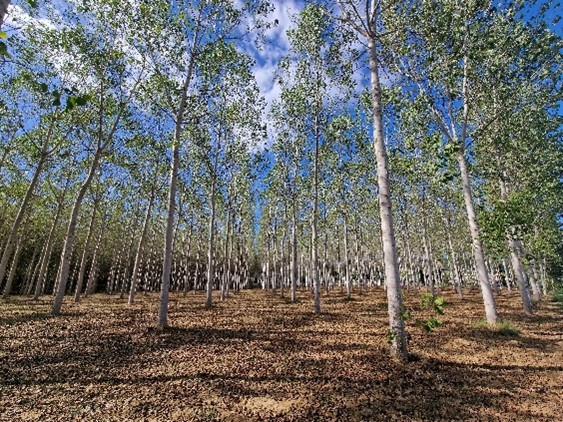 Pioppicoltura in Toscana: opportunità di sviluppo