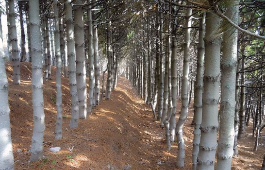 Rimboschimenti e piantagioni da legno in Calabria: sfide e opportunità per il futuro Rimboschimenti e piantagioni da legno in Calabria: sfide e opportunità per il futuro