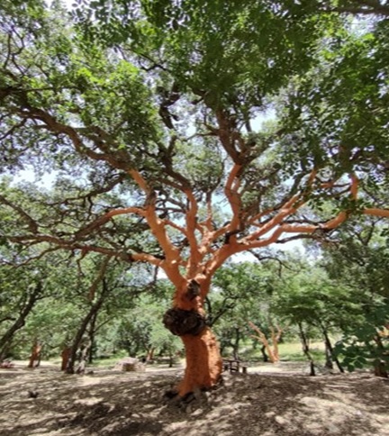 LE OPPORTUNITÀ DEL SETTORE SUGHERICOLO NELLA PROGRAMMAZIONE 2023-2027