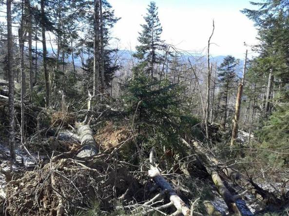 Al Centro di Ricerca Foreste e Legno seminario sul RESTAURO DELLE FORESTE DEGRADATE