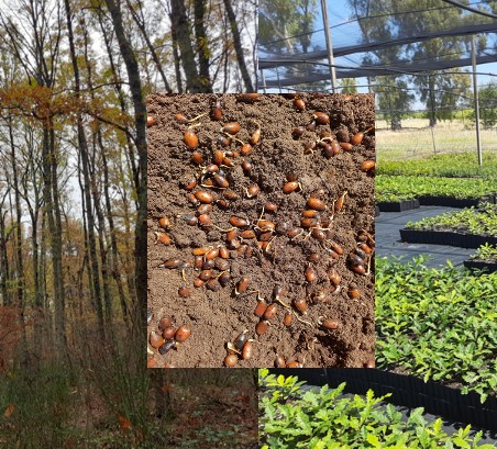 Vivaistica forestale e ornamentale: sinergie tra pubblico e privato per una gestione sostenibile del verde