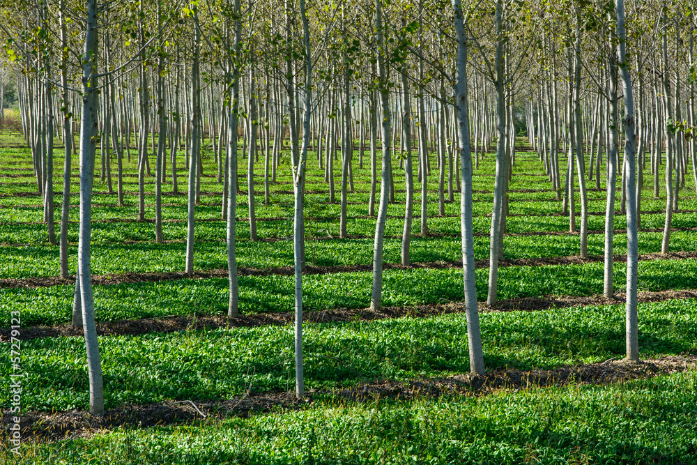 Pioppicoltura come strategia innovativa per il cambiamento climatico