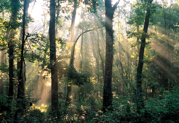 FOREST RESEARCH INNOVATION POTENTIAL IN NATIONAL AND INTERNATIONAL SCENARIOS