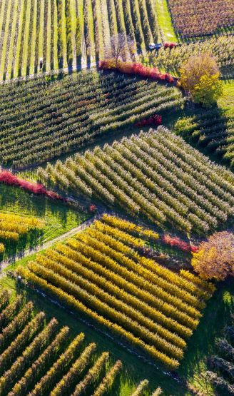 SAVE THE DATE - Secondo ciclo di Web Talk di Agricoltura sociale