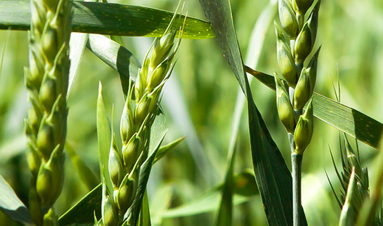 Online l’opuscolo “L’agricoltura nel Piemonte in cifre 2025”