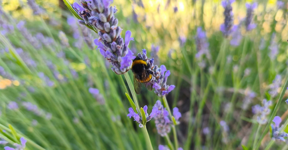 Impollinatori
